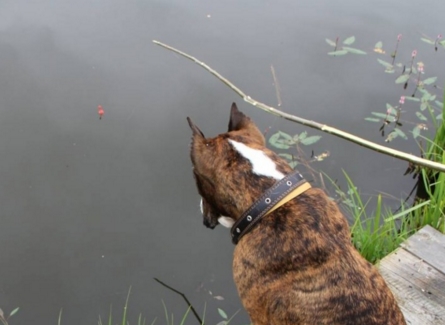 Компания для рыбалки: стоит ли брать с собой собаку