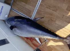 Ловля тунца в Испании